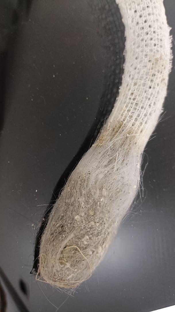 1点物】極希少☆極美品カイロウドウケツ 縁起物 深海生物 25-30cm 標本