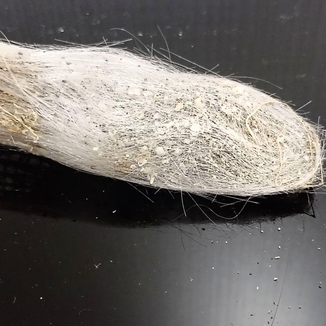 1点物】極希少☆極美品カイロウドウケツ 縁起物 深海生物 25-30cm 標本