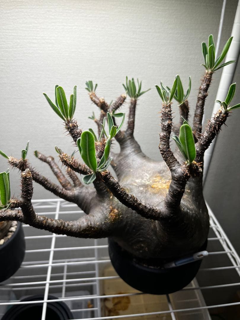 ク*郎様 パキポディウム　グラキリス　大株