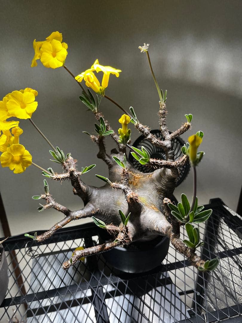 ク*郎様 パキポディウム　グラキリス　大株