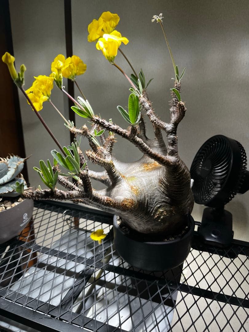 ク*郎様 パキポディウム　グラキリス　大株