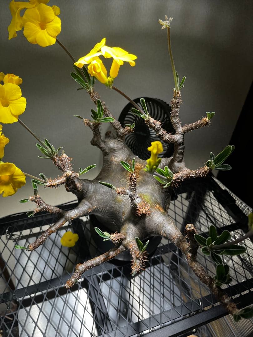 ク*郎様 パキポディウム　グラキリス　大株