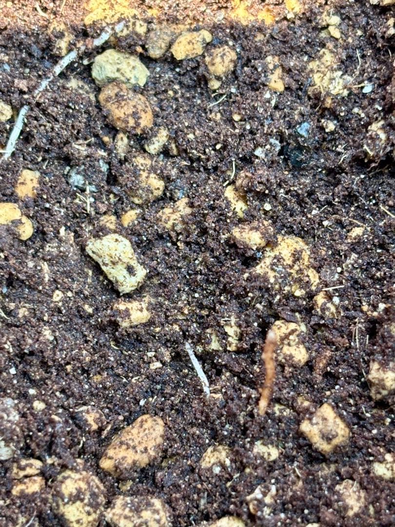 特選株 特選ブルー 【ユッカ ロストラータ】リネアリフォリア