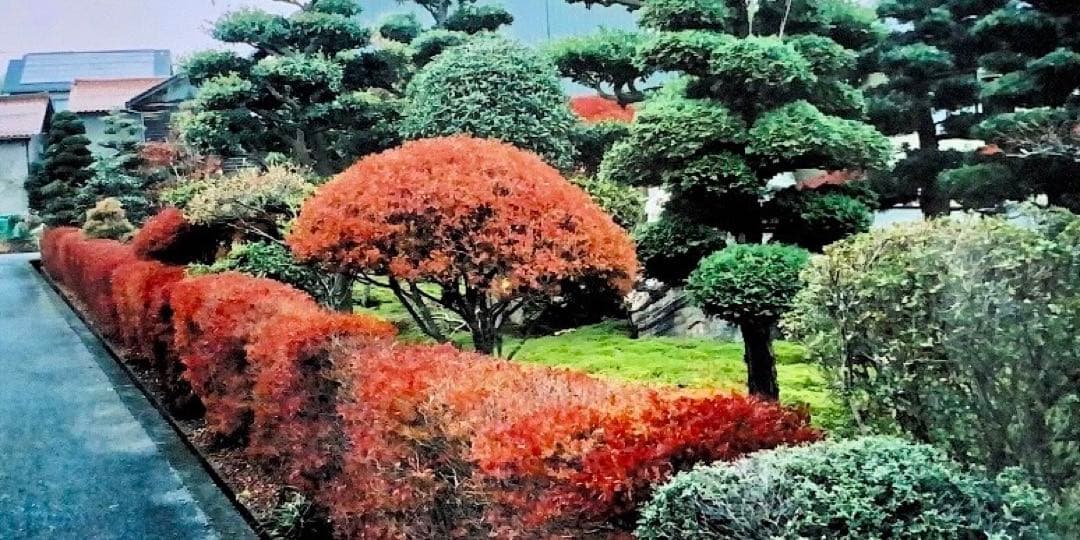 ドウダンツツジ 生垣 バラ売り可【石川県引き取り限定】まとめ割