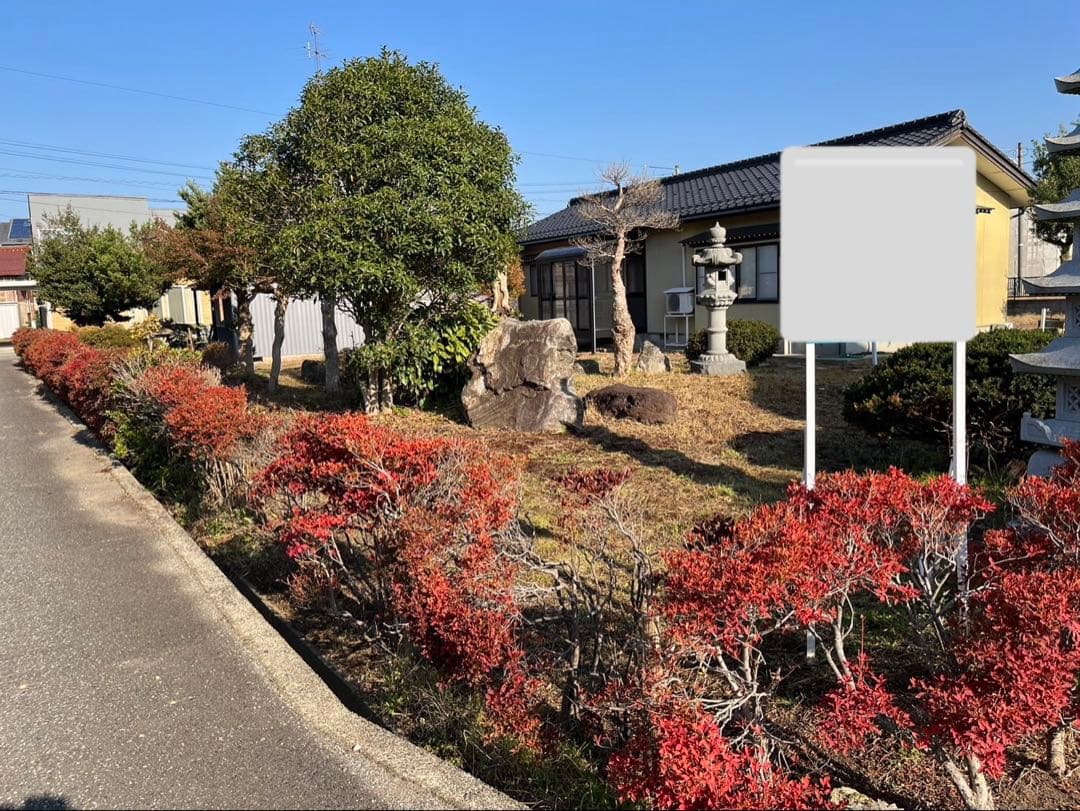 ドウダンツツジ 生垣 バラ売り可【石川県引き取り限定】まとめ割