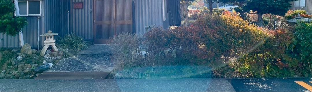 ドウダンツツジ 生垣 バラ売り可【石川県引き取り限定】まとめ割