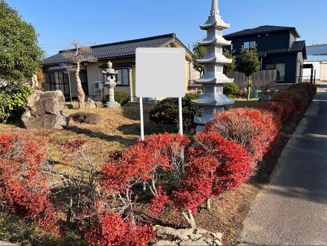 ドウダンツツジ 生垣 バラ売り可【石川県引き取り限定】まとめ割