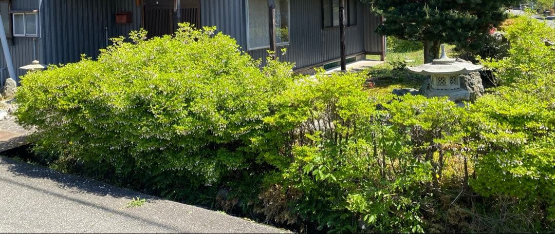 ドウダンツツジ 生垣 バラ売り可【石川県引き取り限定】まとめ割