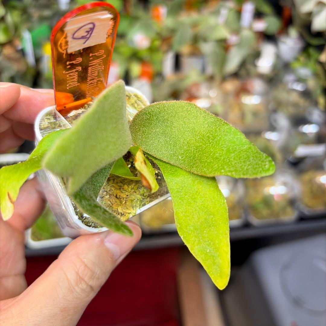 willinckii Bacteria×Ferret③