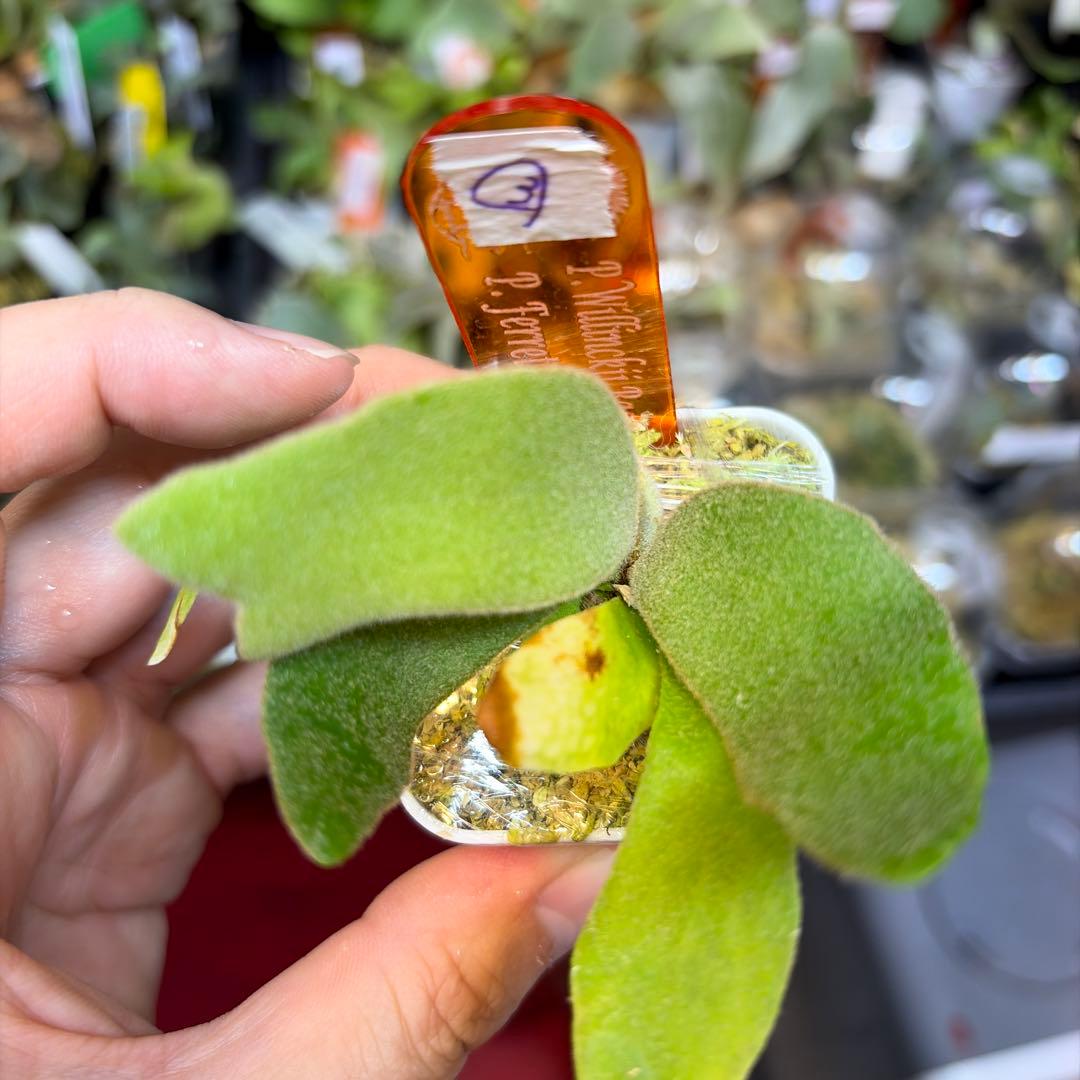 willinckii Bacteria×Ferret③