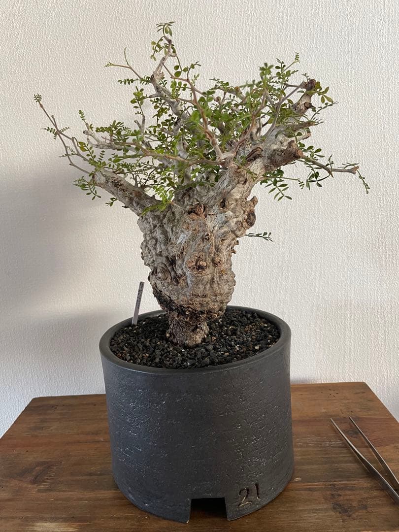 【現地球／発根済】オペルクリカリア　パキプス（2頭）ODDROOTS管理株