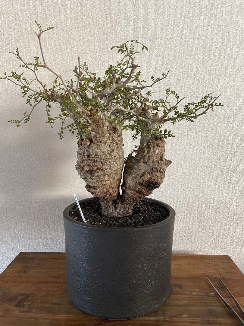 【現地球／発根済】オペルクリカリア　パキプス（2頭）ODDROOTS管理株