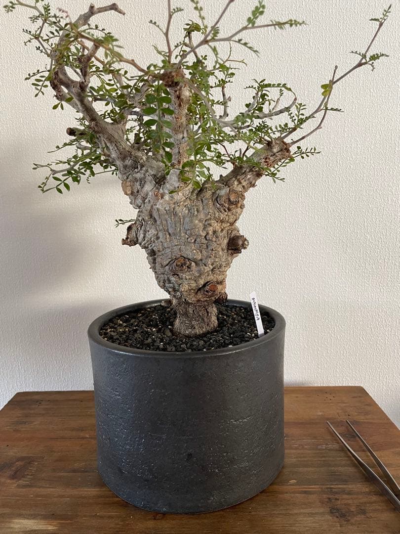 【現地球／発根済】オペルクリカリア　パキプス（2頭）ODDROOTS管理株