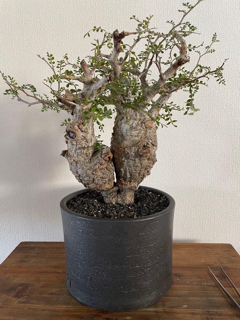 【現地球／発根済】オペルクリカリア　パキプス（2頭）ODDROOTS管理株