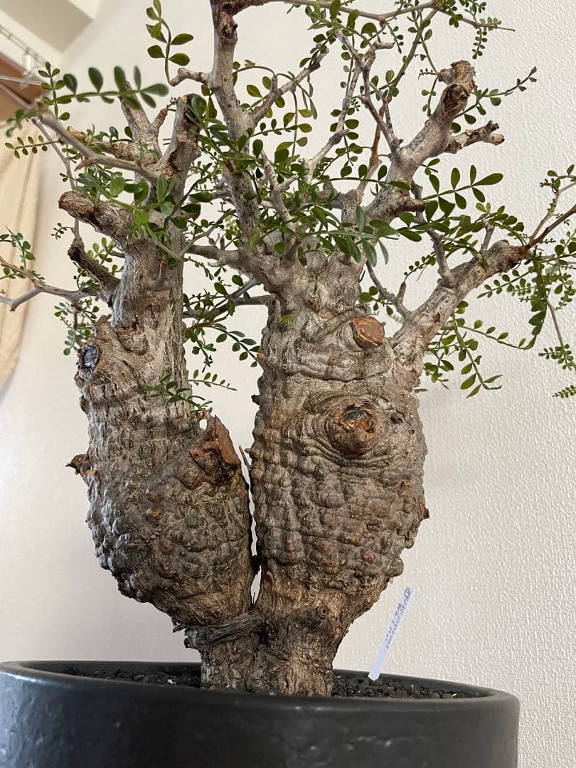 【現地球／発根済】オペルクリカリア　パキプス（2頭）ODDROOTS管理株