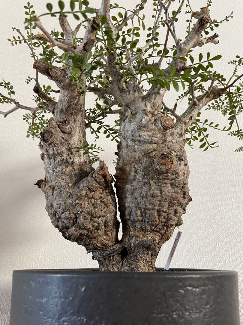 【現地球／発根済】オペルクリカリア　パキプス（2頭）ODDROOTS管理株