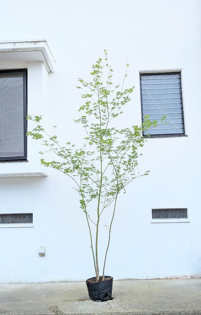 ayakaさま専用。3点セット。