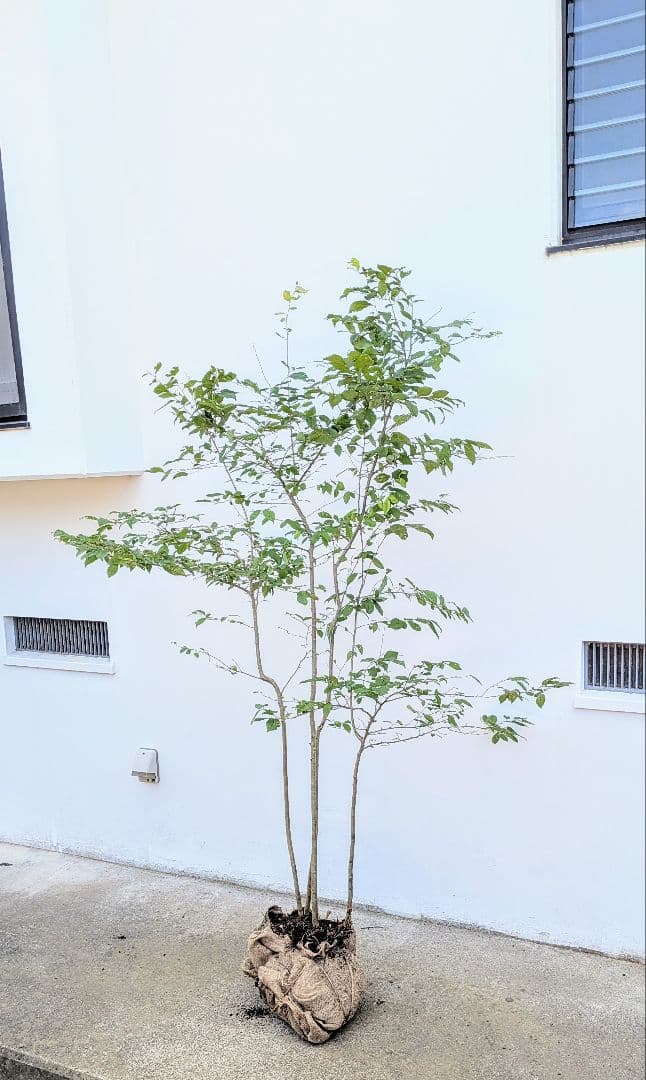 ayakaさま専用。3点セット。