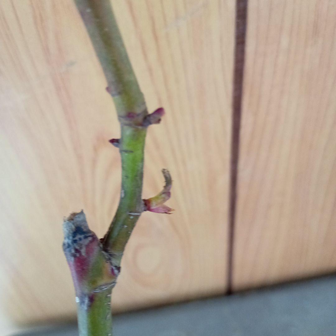 バラ苗(入手困難切り花種) 激レア種 - メルカリ