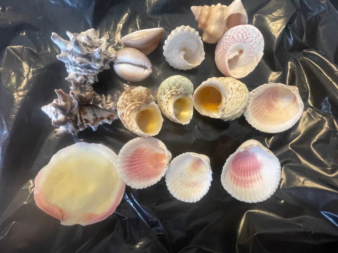 貝殻セット