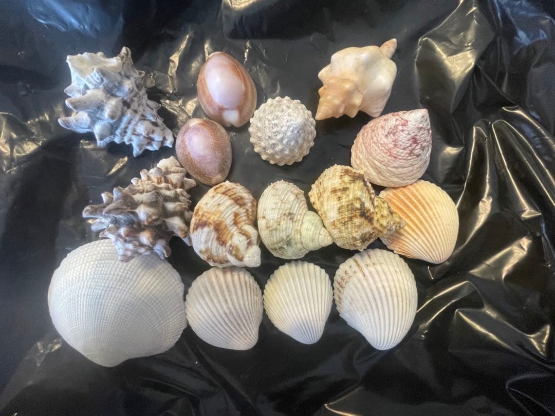 貝殻セット