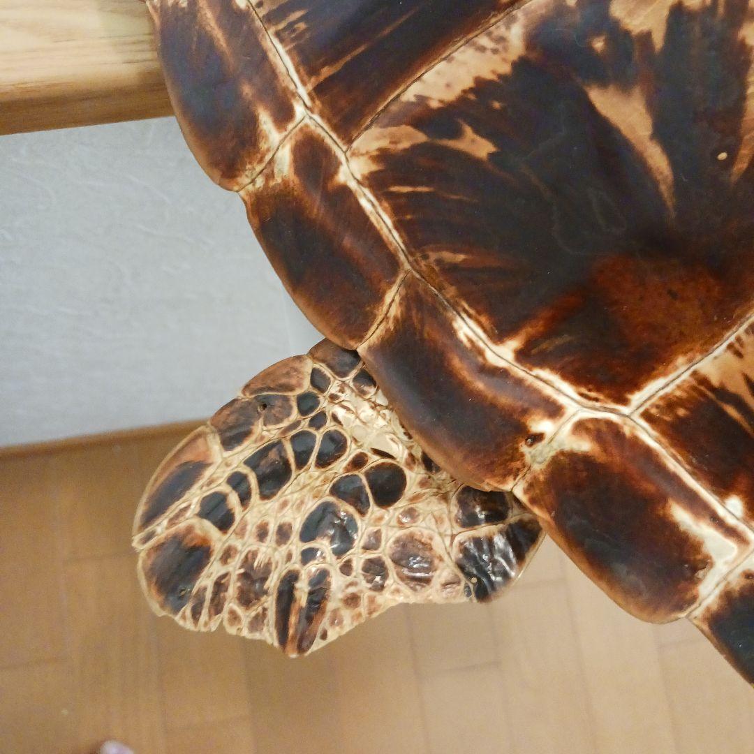 カメの剥製　オブジェ　壁掛け