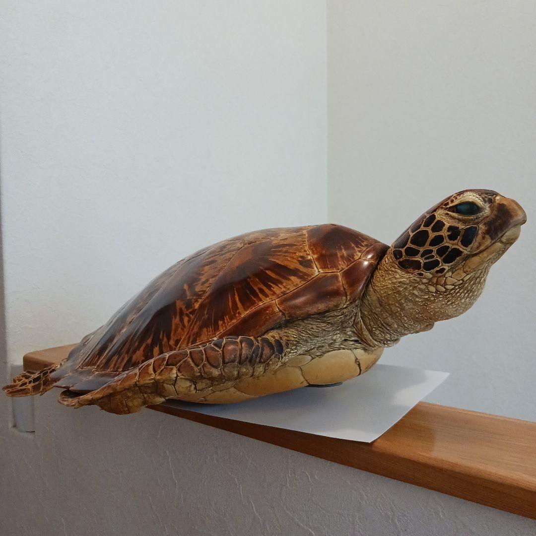 カメの剥製　オブジェ　壁掛け