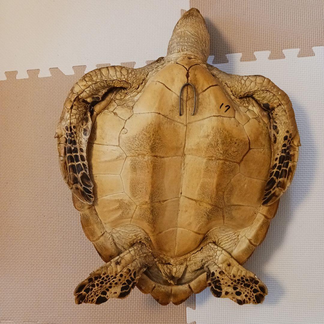 カメの剥製　オブジェ　壁掛け