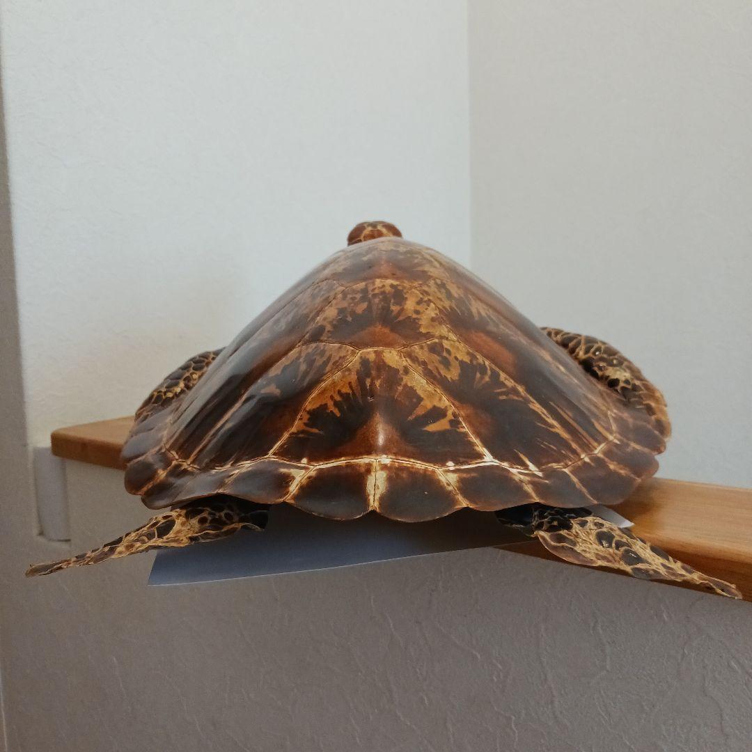 カメの剥製　オブジェ　壁掛け