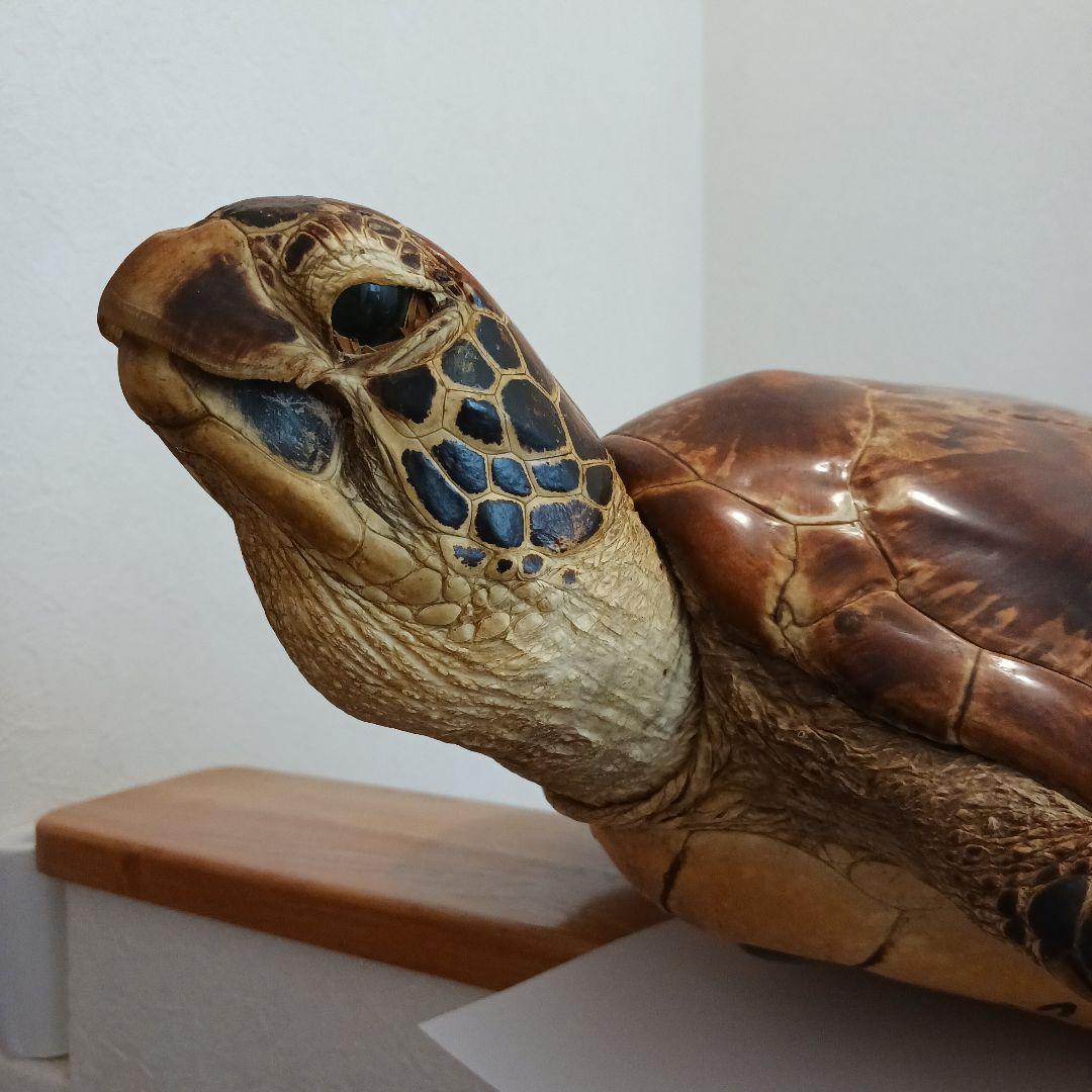 カメの剥製　オブジェ　壁掛け