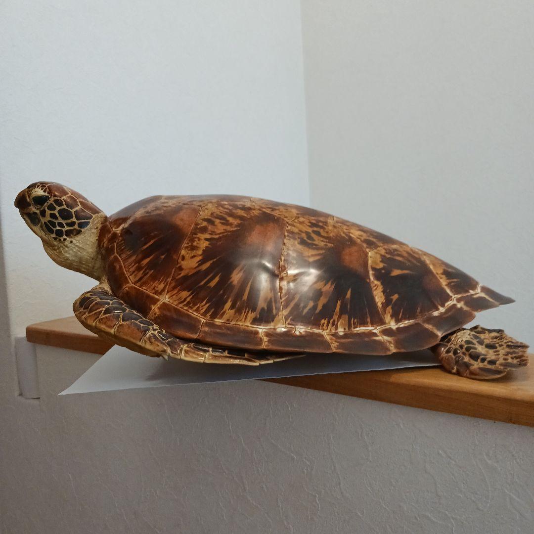 カメの剥製　オブジェ　壁掛け