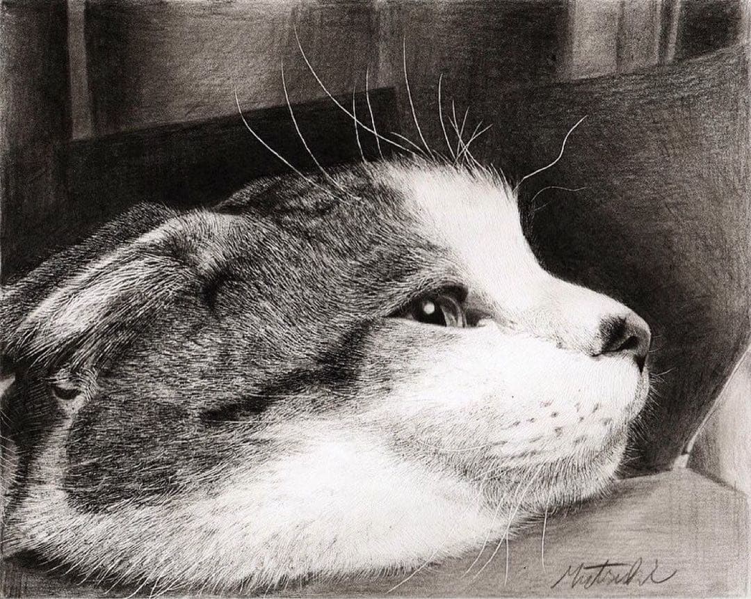 箱入り猫 鉛筆画