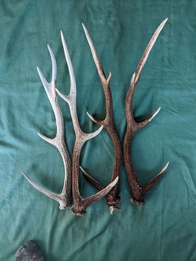 蝦夷鹿の角 置物 4本セット