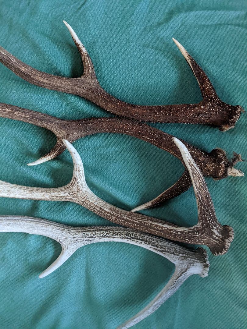 蝦夷鹿の角 置物 4本セット