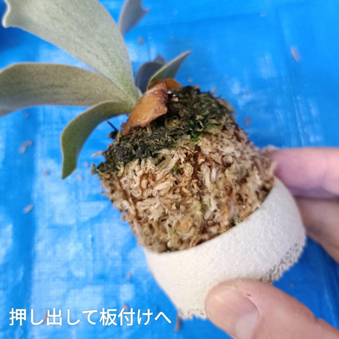 P.willinckii 'no name' dwarf Spore - メルカリ