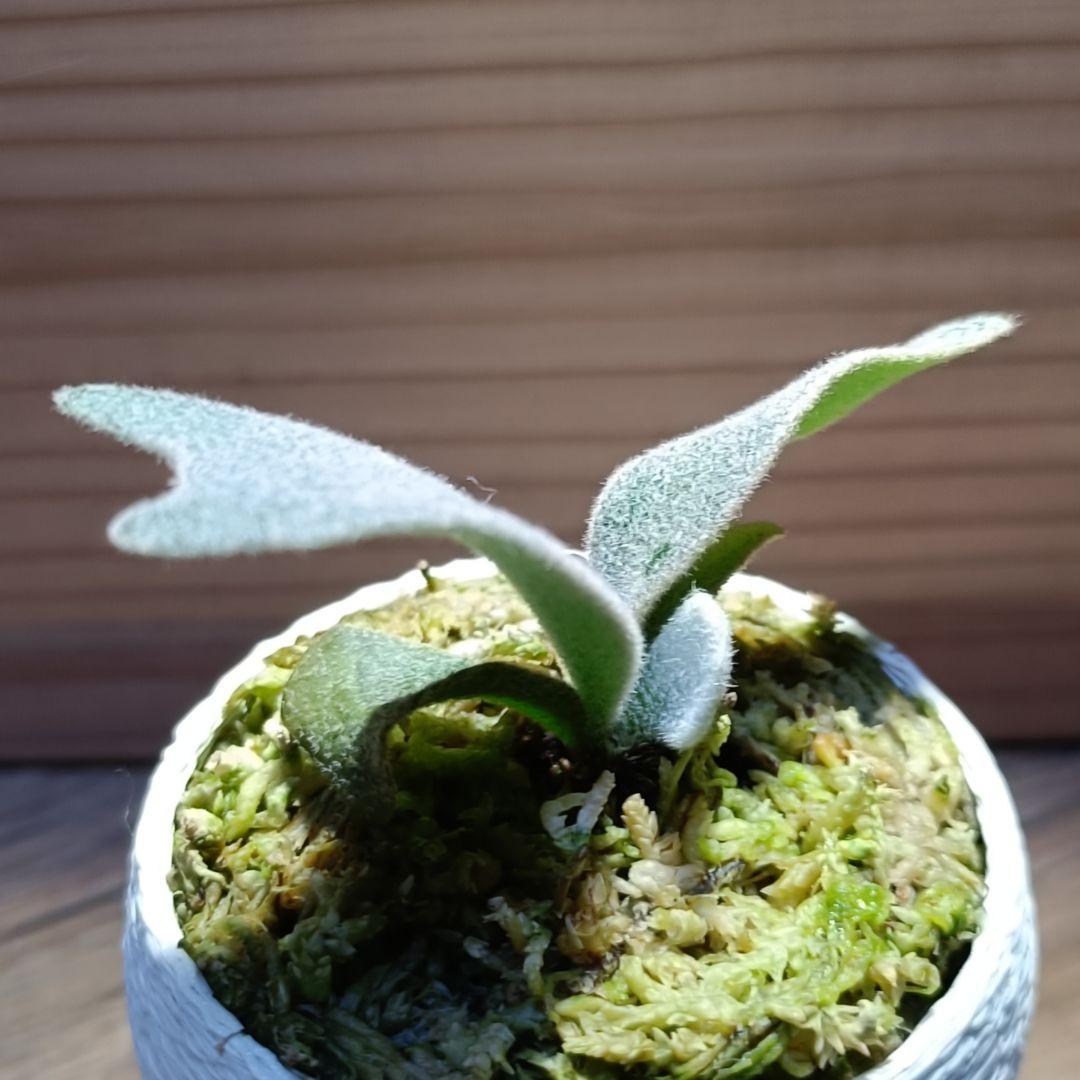 P.willinckii 'no name' dwarf Spore - メルカリ