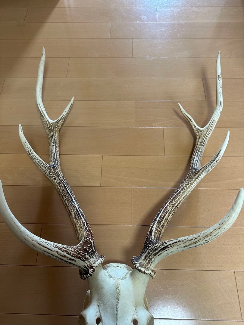 貴重!!北海道産【日本エゾシカの角】頭蓋骨