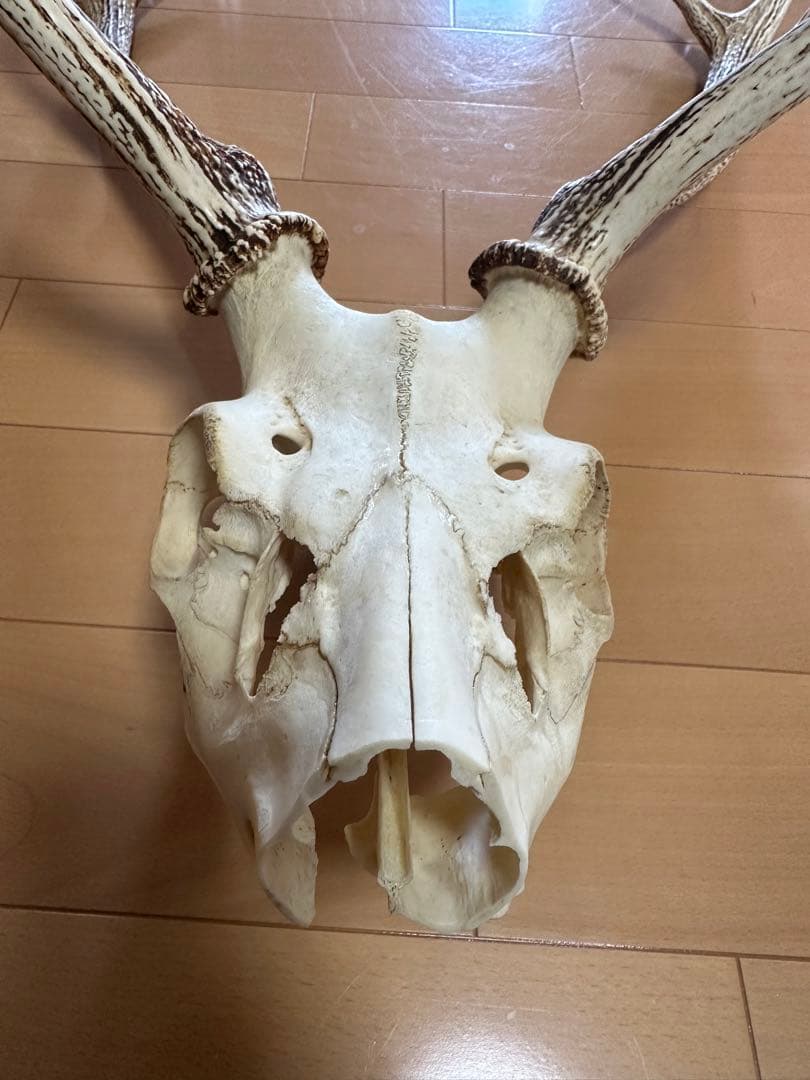 貴重!!北海道産【日本エゾシカの角】頭蓋骨