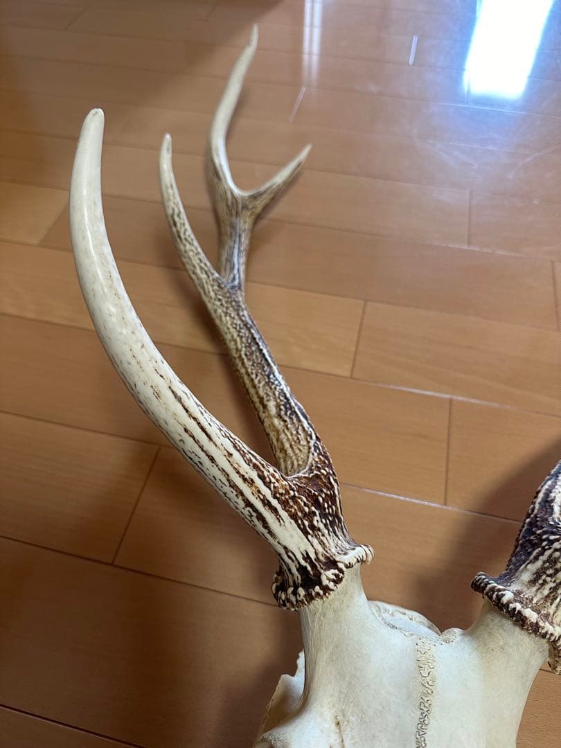 貴重!!北海道産【日本エゾシカの角】頭蓋骨