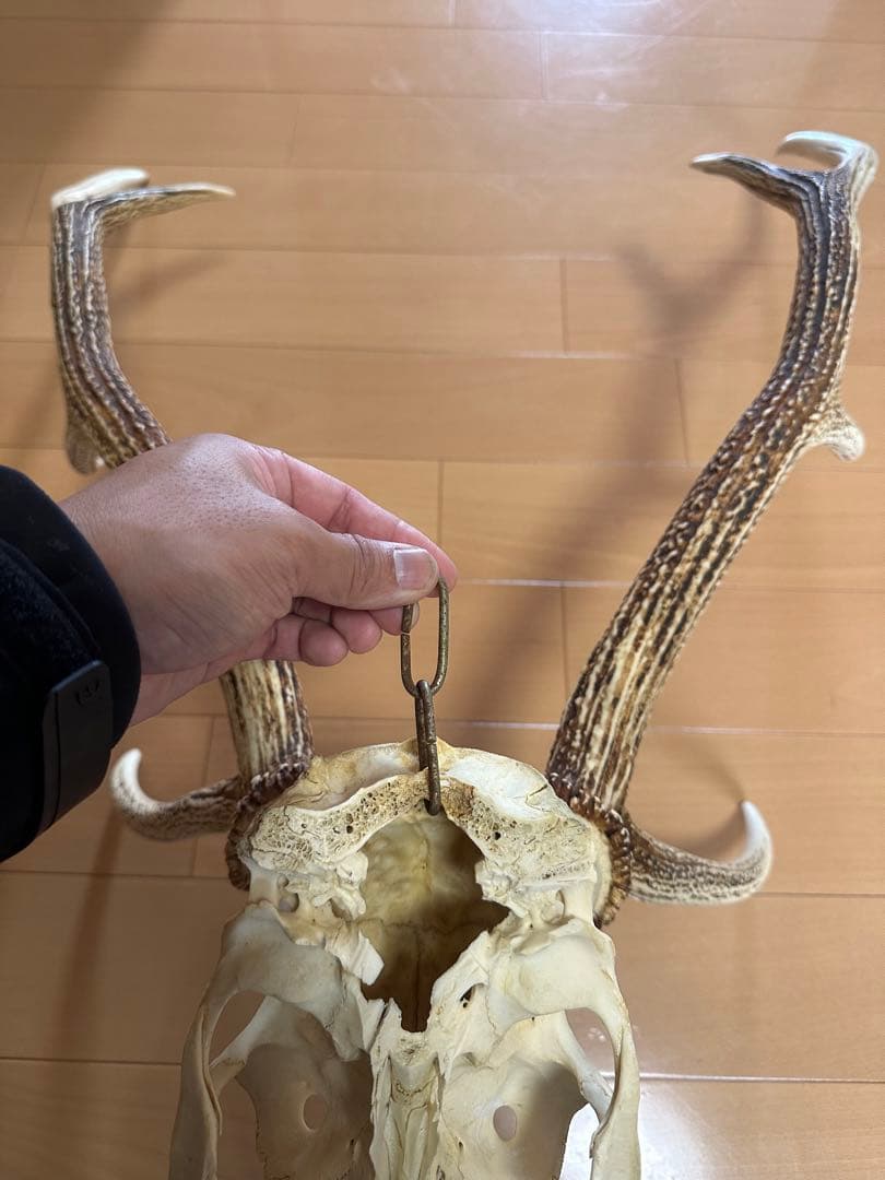 貴重!!北海道産【日本エゾシカの角】頭蓋骨