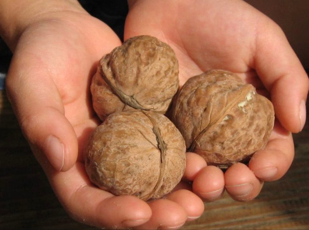 菓子クルミの 成木