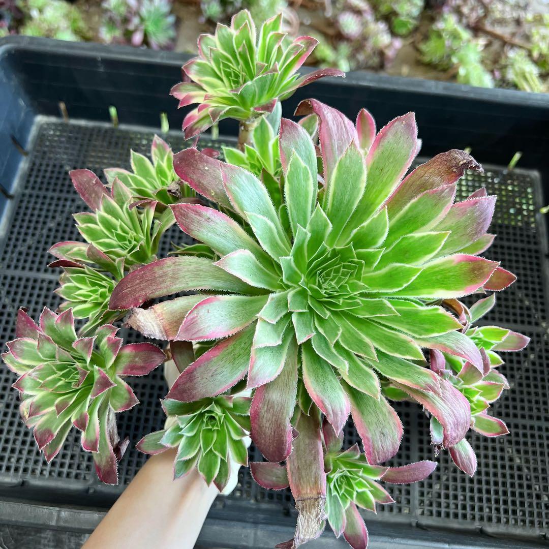 アエオニウム フェニックスフレイム錦(古株群生) 速達料金込み - メルカリ