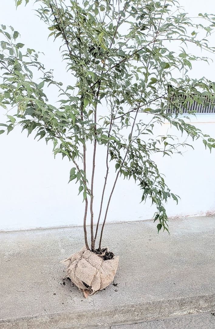 アウトレット。山採りハイノキ。 秀。。山採りハイノキ株。 山採り