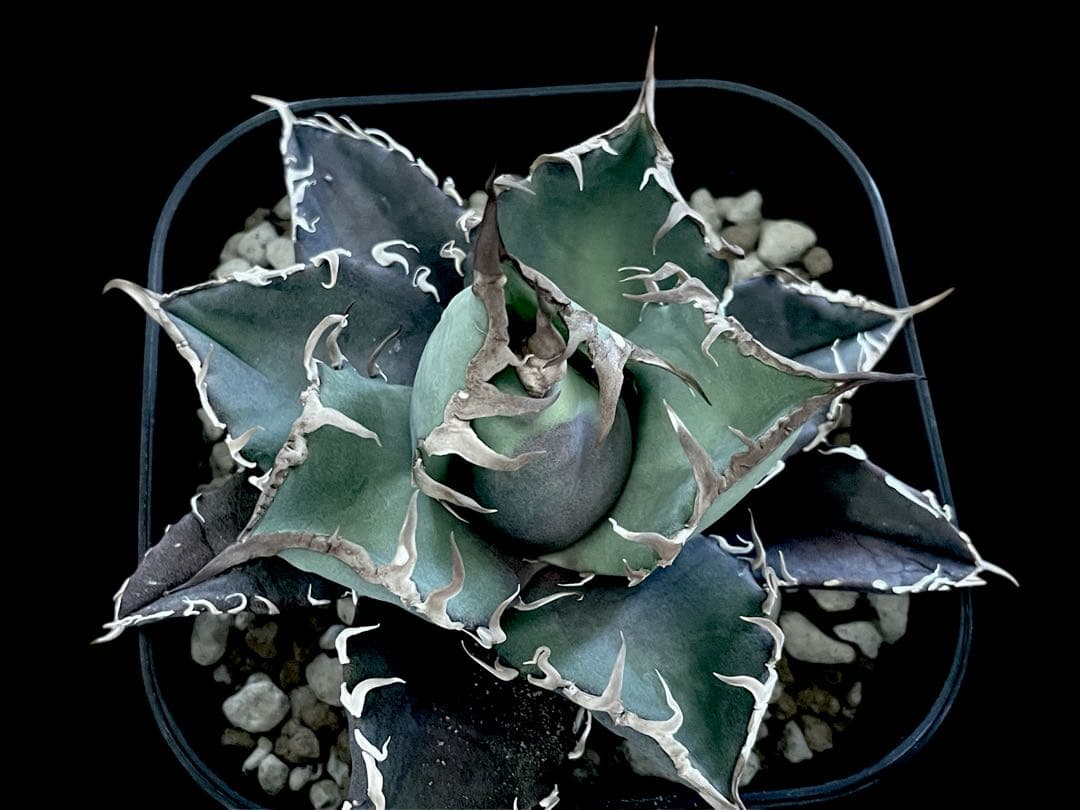 特価【CG産】アガベ チタノタ シチリア スパチタ カクタスグリーン