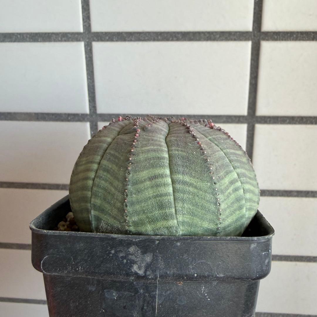 よ*！様 ② ユーフォルビア オベサ 実生選抜 モンスト 稜乱れ