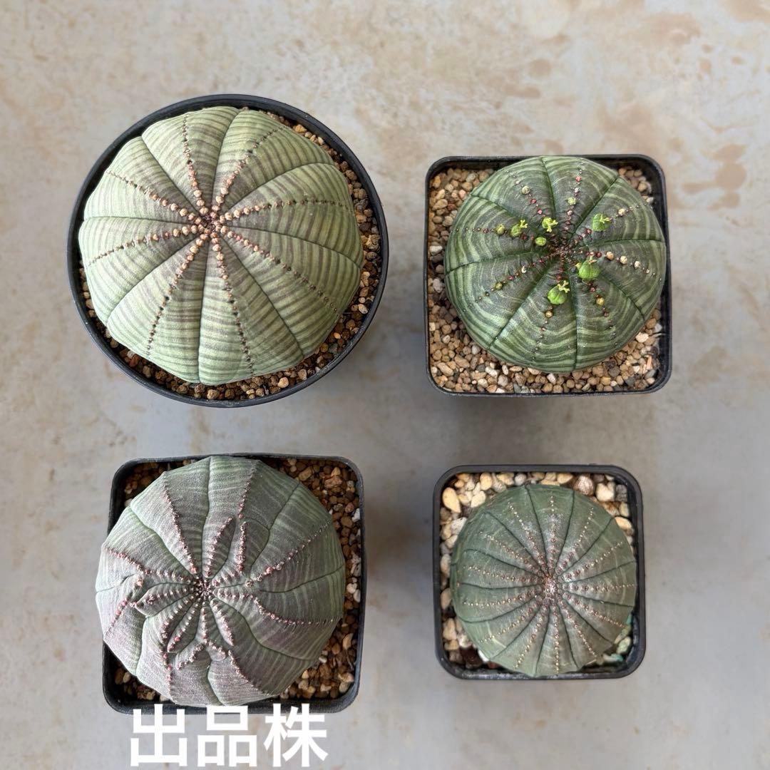 よ*！様 ② ユーフォルビア オベサ 実生選抜 モンスト 稜乱れ