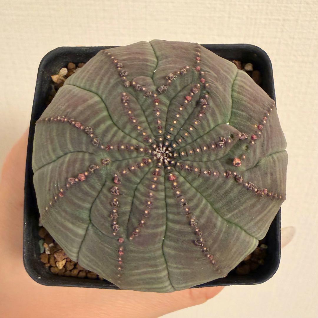 よ*！様 ② ユーフォルビア オベサ 実生選抜 モンスト 稜乱れ