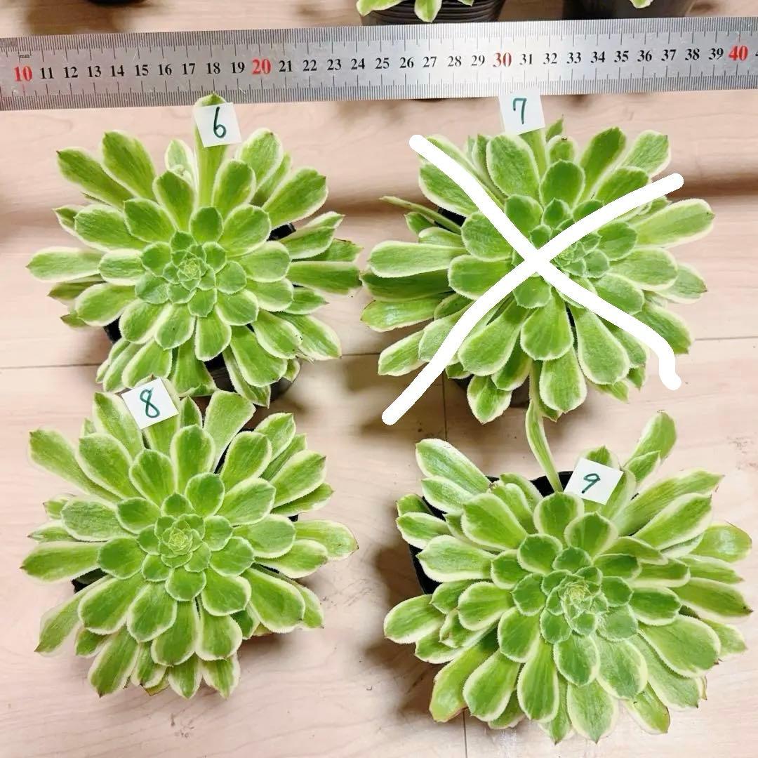 多肉植物❤️アエオニウム錦❤️ 青い波 ❤️碧浪❤️ 1大頭12-15cm拨き苗