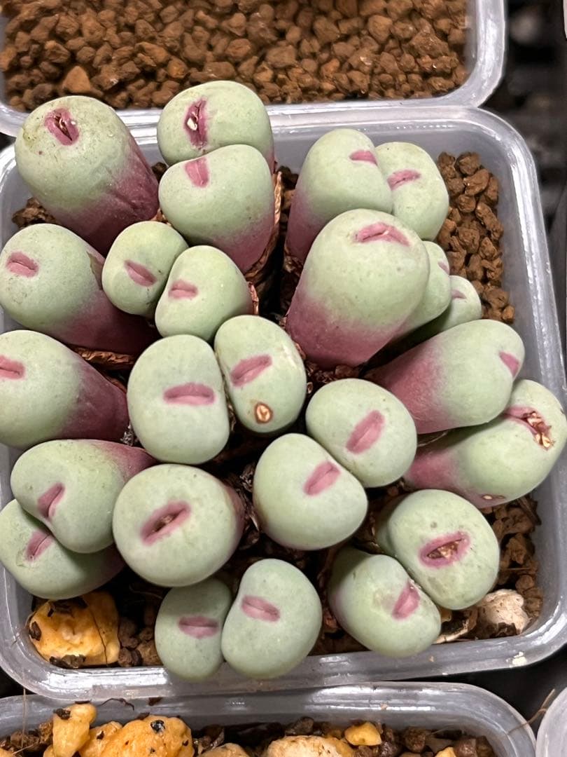 コノフィツム　pageae 群生株　大きめ