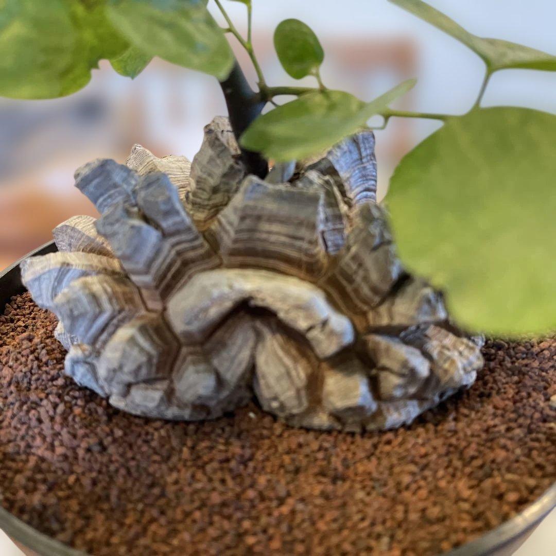 亀甲竜 実生